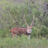 Schmidt Ranch Axis